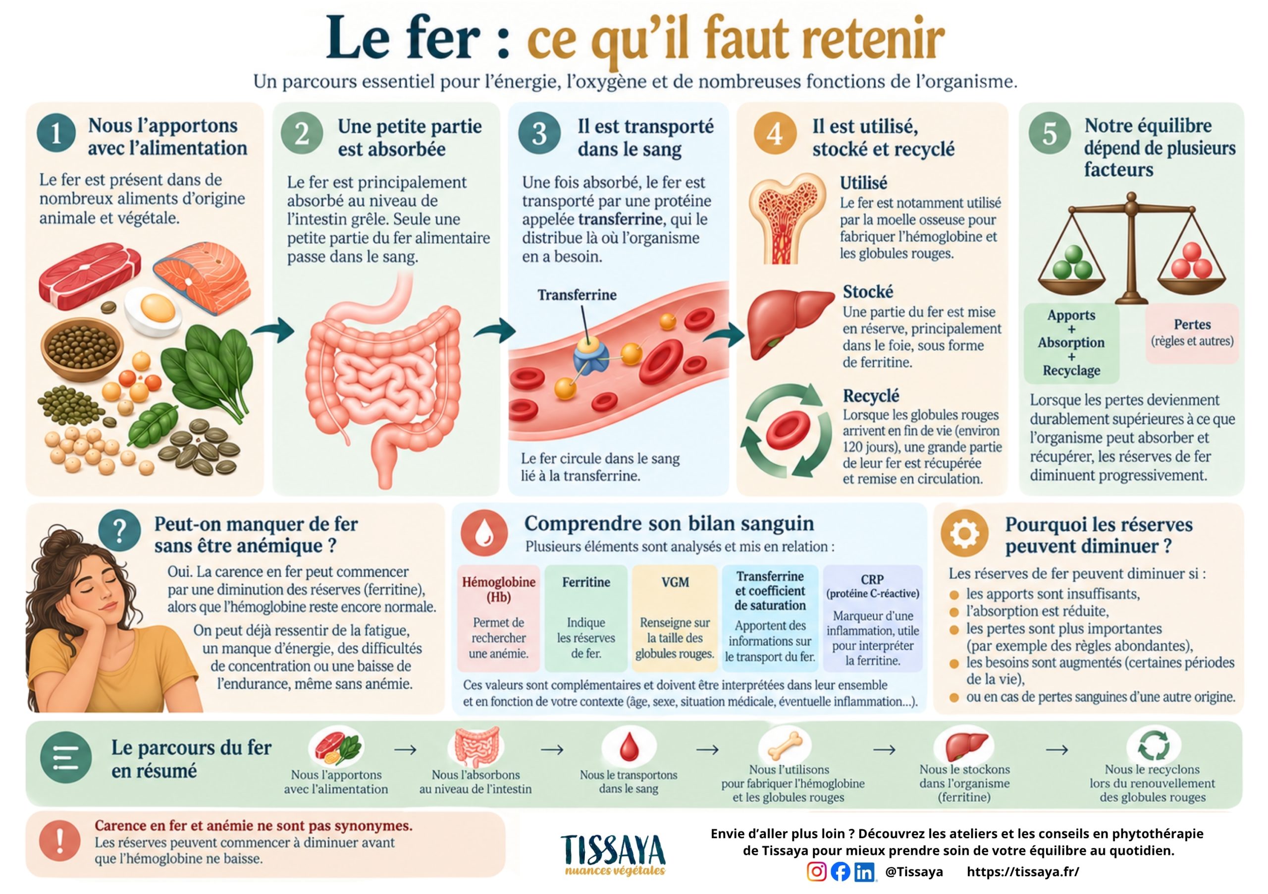 Infographie expliquant l’absorption, le transport, le stockage et le recyclage du fer dans l’organisme